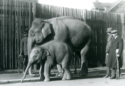 En burmesisk elefant og hendes kalv bliver taget en tur af deres vogter, mens to andre mænd ser på af Frederick William Bond