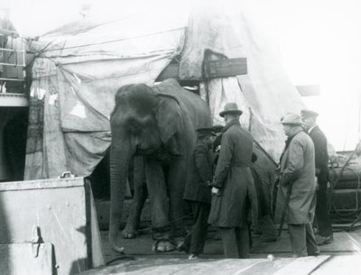 En burmesisk elefant i læ delvist under en presenning på dækket, med en træner og fire andre mænd, der rejste til London Zoo i 1927 (s/h foto) af Frederick William Bond