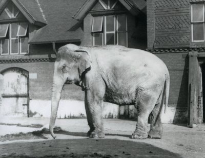 En burmesisk elefant står uden for Elephant House, London Zoo af Frederick William Bond