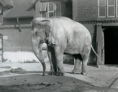 En burmesisk elefant stående uden for Elephant House i London Zoo i 1929 (s/h foto) af Frederick William Bond