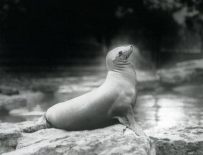 En californisk søløve, der sidder på en sten ved siden af sin pool, London Zoo, september 1925 af Frederick William Bond