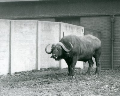 En kap/afrikansk bøfeltyr stående på bar jord ved siden af betonvæggen i dens indhegning i London Zoo i 1928 (s/h foto) af Frederick William Bond