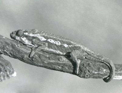 En Cape Dwarf Kamæleon, der holder fast i en gren, London Zoo, 1927 af Frederick William Bond