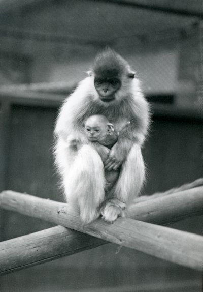 En Capped Langur holder baby, mens han sidder på en bjælke. London Zoo, 6. oktober 1913 af Frederick William Bond