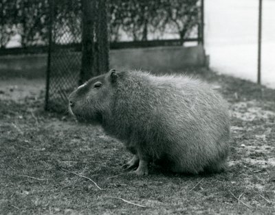 En Capybara, der sidder i sin indhegning i London Zoo i juni 1927 af Frederick William Bond