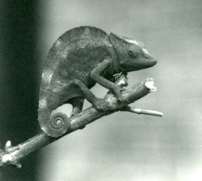 En kamæleon, der holder fast i enden af en filial, London Zoo, 1927 af Frederick William Bond
