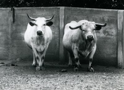 En Chartley-tyr og ko i London Zoo, juli 1924 af Frederick William Bond
