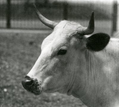 En Chartley-ko i London Zoo, juli 1924 af Frederick William Bond