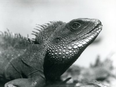 En kinesisk/asiatisk/thailandsk/grøn vanddrage i London Zoo i august 1928 (s/h-billede) af Frederick William Bond