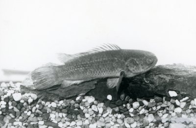 En klatrende aborre hvilende på sten og grus i bunden af sin tank, i vand i London Zoo i september 1928 af Frederick William Bond