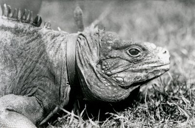En Clouded Rock Iguana Methuselah, iført krave, gående på en græsplæne i London Zoo, juli 1924 af Frederick William Bond