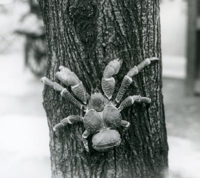 En kokosnødrøverkrabbe klatrer i et træ, London Zoo, 1927 af Frederick William Bond