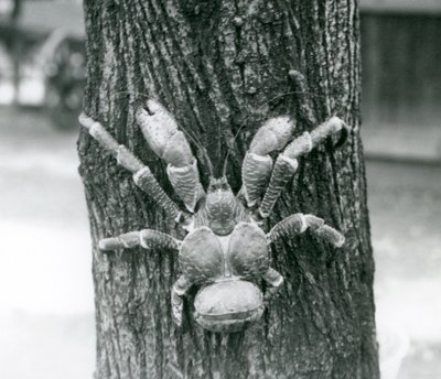 En kokosnøddekrabbe, eller røverkrabbe, klatrer i et træ, London Zoo, juli 1927 af Frederick William Bond