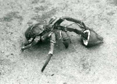 En kokosnød, eller røverkrabbe, der fodrer med kokosnød, London Zoo, juli 1927 af Frederick William Bond