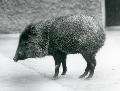En halsbåndsspejder i London Zoo, 1927 af Frederick William Bond