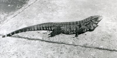 En CommonGoldGoldenBlackColumbian Tegu eller Tiger Lizard i London Zoo i august 1926 af Frederick William Bond