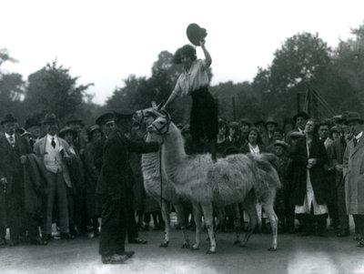 En Cowgirl står på to lamaer under et besøg i London Zoo i 1924 af Frederick William Bond