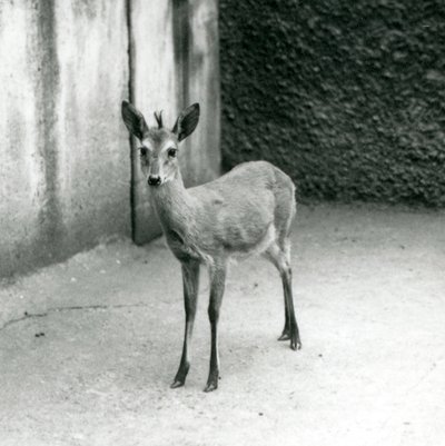 En kronet Sahel-vestafrikansk Bush Duiker i London Zoo i august 1927 af Frederick William Bond
