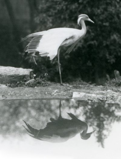En Demoiselle Crane stående, på et ben, med sin spejllignende refleksion i poolen nedenfor, London Zoo af Frederick William Bond