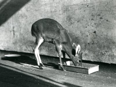 En Duiker, der fodrer fra en bakke på jorden, London Zoo, juli 1925 af Frederick William Bond