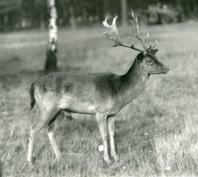 En dådyrbuk i London Zoo i oktober 1924 af Frederick William Bond