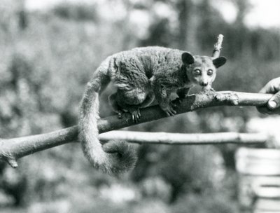 En Galago, der går langs en gren, som holdes af en keeper, London Zoo af Frederick William Bond