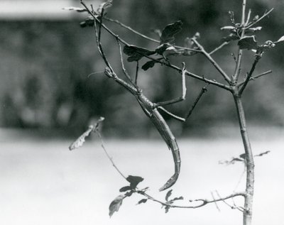 Et kæmpe pindeinsekt camoufleret på en kvist i London Zoo i 1923 af Frederick William Bond
