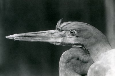En goliathhejre i London Zoo i 1924 af Frederick William Bond