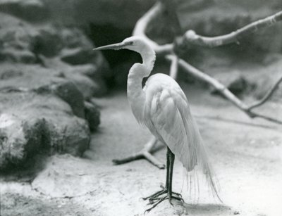 En Great Common Egret eller Great White Heron i ynglende fjerdragt, stående på gulvet i sin indhegning i London Zoo i juni 1928 af Frederick William Bond