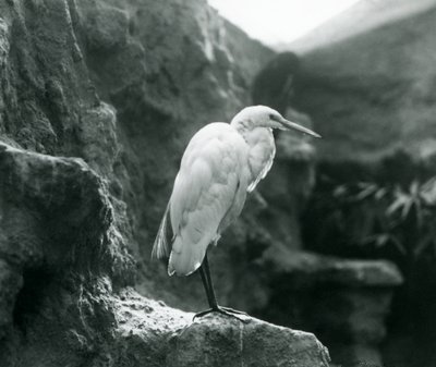 En Great Common Egret eller Great White Heron stående på en klippe i London Zoo i september 1927 af Frederick William Bond