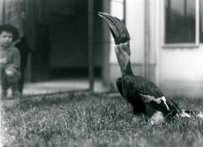 En næsehornsfugl kigger opad, mens han står på græsset i sin voliere, mens en lille dreng ser på i baggrunden, London Zoo, 1924 af Frederick William Bond