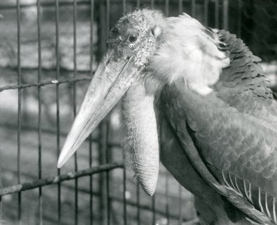 A Greater Adjutant Stork i London Zoo i juli 1925 af Frederick William Bond