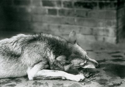 En gråtømmerulv, der ligger ned for at spise i London Zoo i 1927 af Frederick William Bond
