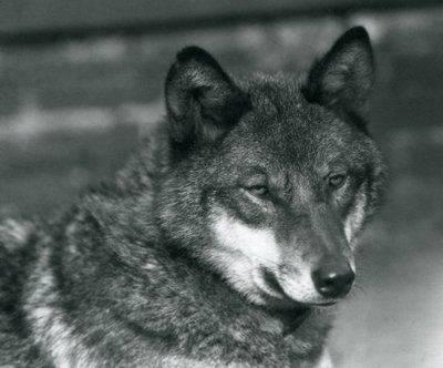En grå ulv i London Zoo, 1925 af Frederick William Bond