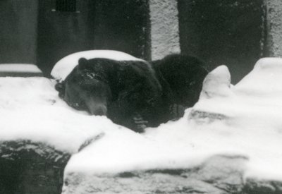 En Grizzlybjørn sover i sneen, London Zoo, 1924 af Frederick William Bond
