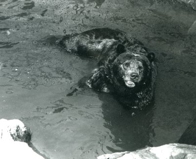 En grizzlybjørn bader i sin pool i London Zoo i 1924 af Frederick William Bond