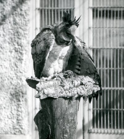 En harpy-ørn i London Zoo, april 1914 af Frederick William Bond