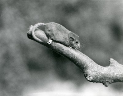 En Hassel/Common Dormouse på en gren, London Zoo af Frederick William Bond
