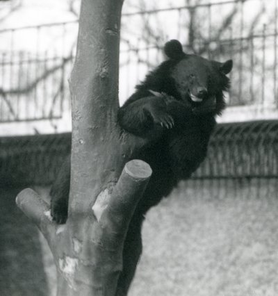 En brun Himalayabjørn Isabelline Bear Dzu-Teh i et træ i London Zoo i 1925 af Frederick William Bond
