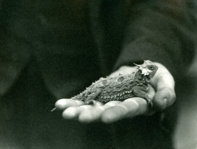 A Horned Lizard hviler i sin vogterhånd, London Zoo, april 1923 (bw foto) af Frederick William Bond