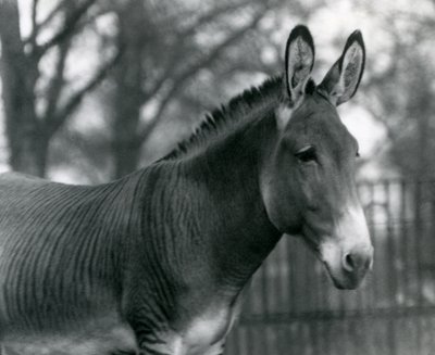 En hybrid zebra i London Zoo i juli 1924 af Frederick William Bond