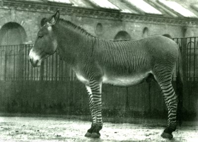 En hybrid zebra i sin indhegning i London Zoo, 1924 (bw foto) af Frederick William Bond