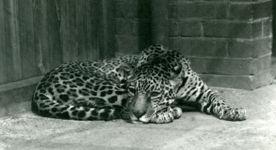 En Jaguar hviler i London Zoo i juni 1924 af Frederick William Bond