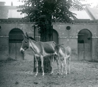 En KiangTibetansk vildæselKhyangGorkhar og hendes føl står under et træ i deres løbegård, London Zoo, august 1927 af Frederick William Bond