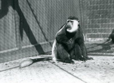 En kikuyu sort-hvid Colobus-abe sidder i sit indhegning i London Zoo i juli 1925 af Frederick William Bond