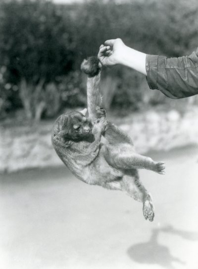 En Kinkajou suspenderet fra en målmandsfinger ved sin gribehale, London Zoo, september 1925 af Frederick William Bond