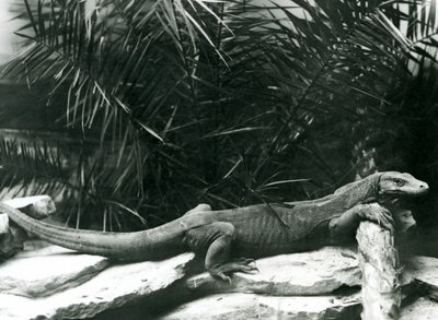 En Komodo DragonMonitor hviler sin hals og forben op mod en træstamme i London Zoo i juni 1927 af Frederick William Bond