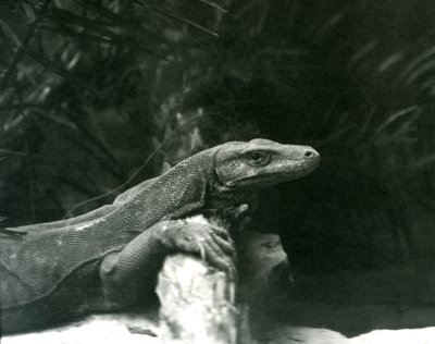 En Komodo DragonMonitor hviler sin hals og forben op mod en træstamme i London Zoo i juni 1927 af Frederick William Bond