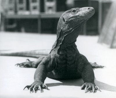 En Komodo-drage i London Zoo, august 1928 af Frederick William Bond