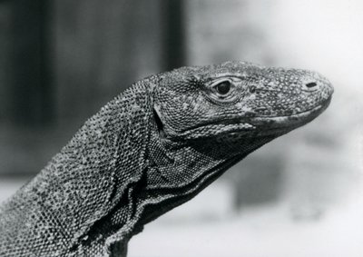 En Komodo-drage i London Zoo i august 1928 (s/h-billede) af Frederick William Bond